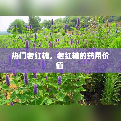 热门老红糖，老红糖的药用价值 