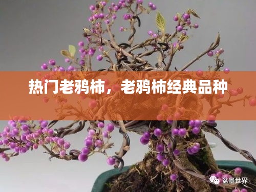 热门老鸦柿，老鸦柿经典品种 