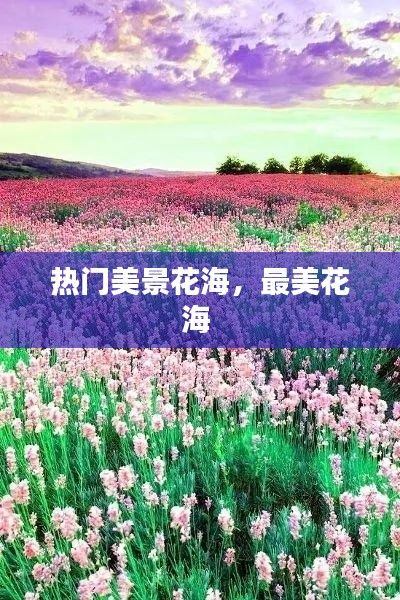 热门美景花海，最美花海 
