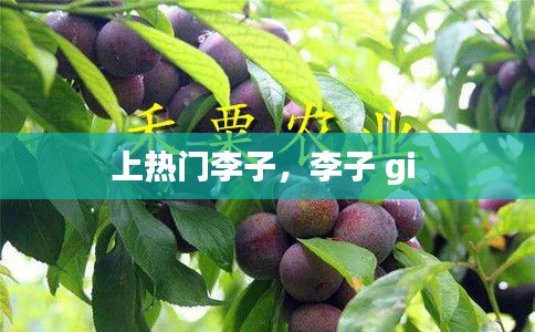 上热门李子，李子 gi 