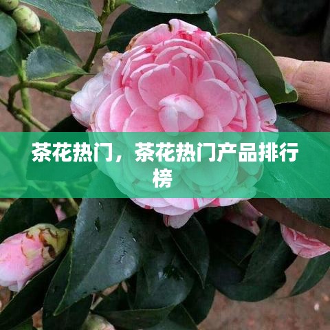 茶花热门，茶花热门产品排行榜 