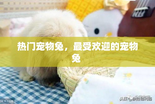 热门宠物兔，最受欢迎的宠物兔 