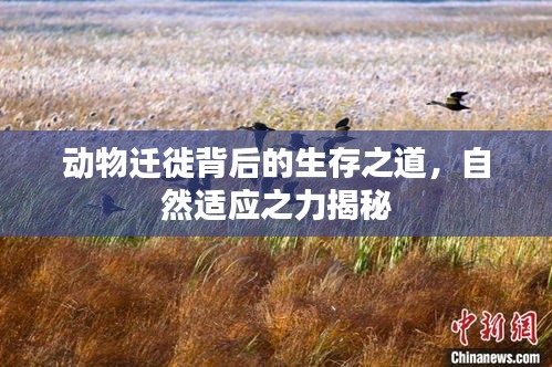 动物迁徙背后的生存之道，自然适应之力揭秘