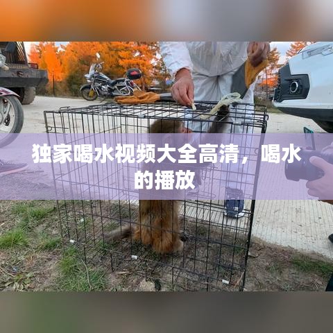 独家喝水视频大全高清，喝水的播放 
