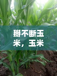 避凶就吉 第2页