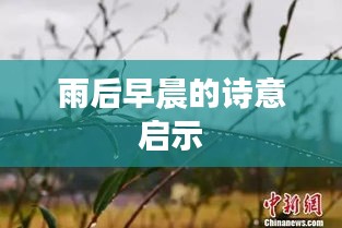 雨后早晨的诗意启示