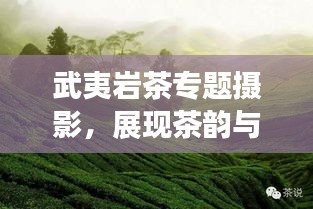 武夷岩茶专题摄影，展现茶韵与自然的和谐魅力