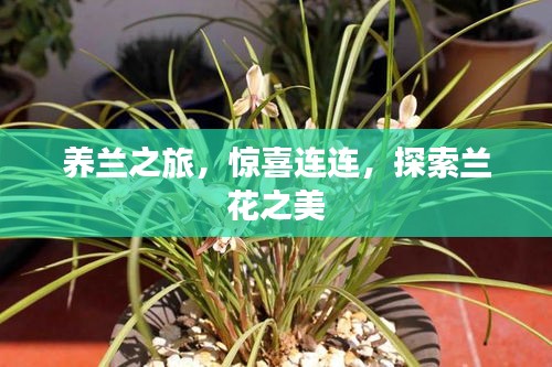 养兰之旅，惊喜连连，探索兰花之美