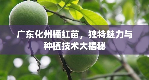 广东化州橘红苗，独特魅力与种植技术大揭秘