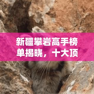 新疆攀岩高手榜单揭晓，十大顶尖攀岩者荣耀上榜！