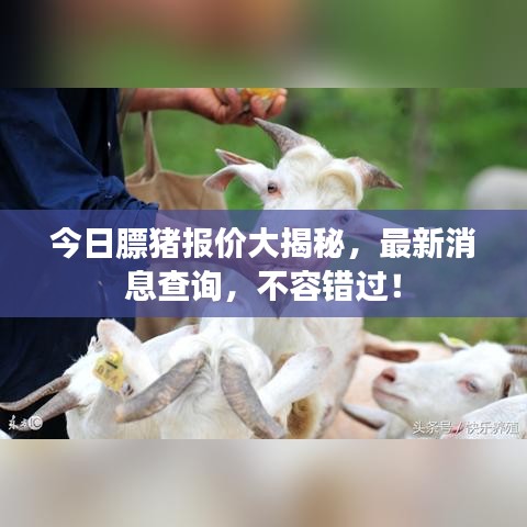 今日膘猪报价大揭秘，最新消息查询，不容错过！