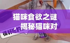 猫咪食欲之谜，揭秘猫咪对食物的无尽渴求与需求理解