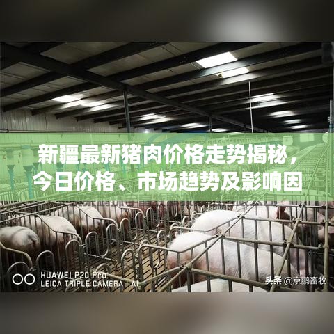 新疆最新猪肉价格走势揭秘，今日价格、市场趋势及影响因素分析