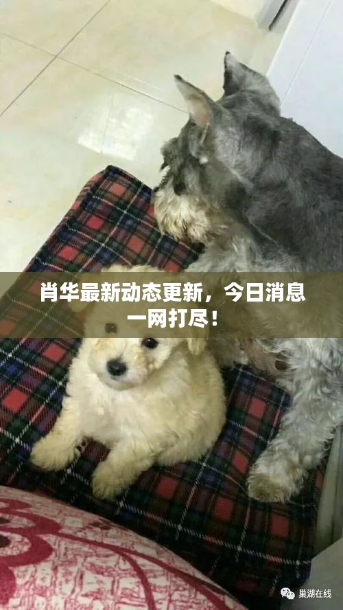 肖华最新动态更新，今日消息一网打尽！