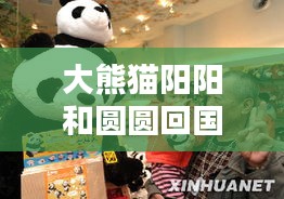 大熊猫阳阳和圆圆回国动态更新，最新消息揭秘！