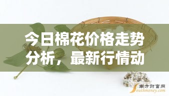 今日棉花价格走势分析，最新行情动态一网打尽！