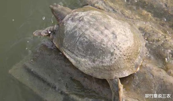 甲鱼版本或无限唱 官方下载,真实解答解释定义|增强版_v8.987